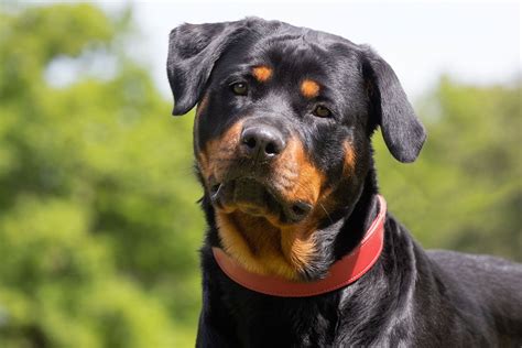 rockwaller|rottweiler animal.